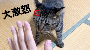 猫にお留守番をさせたら帰宅後に凶暴化して襲いかかってきた…【てん動画】