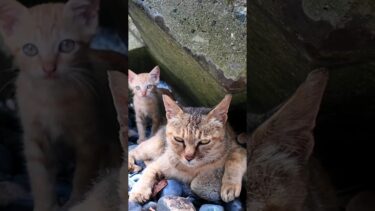 海辺の猫親子、昼間の暑い時間はテトラポットの日陰で寝てます【感動猫動画】