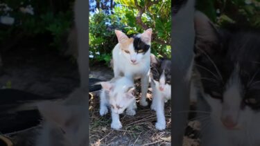 三毛猫ママと子猫たち草むらから出てきた【感動猫動画】