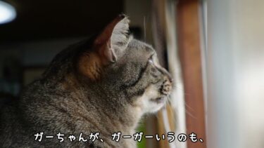 歌うたってるみたいな猫☆クラッキングのクセが強すぎるガーちゃん ～猫の鳴き声～【リキちゃんねる　猫動画】 キジトラ 猫のいる暮らし