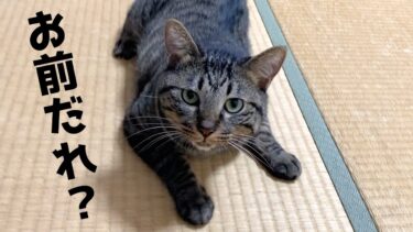 飼い主がいつもと違うドッキリをしたらすぐバレたww【てん動画】