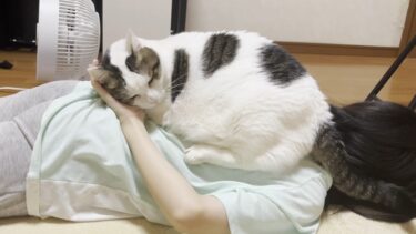 撫でてくれた娘に恩返しする猫【ひのき猫】