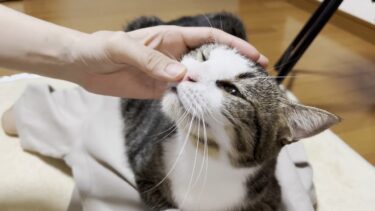 娘の背中で鼻クソを落としてしまう猫【ひのき猫】