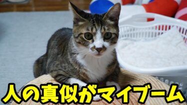 切り株の椅子の使い方がかわいすぎる猫ゴマちゃん☆飼い主の真似がしたいお年頃？ ニトリの切り株スツール【リキちゃんねる　猫動画】 キジトラ 猫のいる暮らし