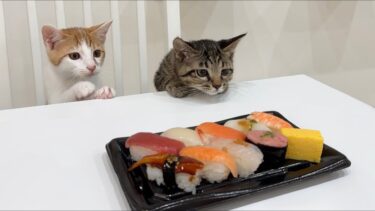 生まれて初めてお寿司を見た子猫たちが目の色を変えてこうなっちゃいました…【もちまる日記】