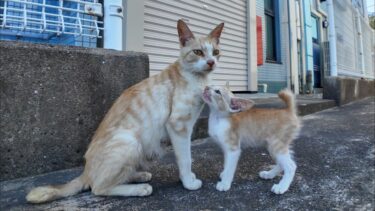 港町で生きる猫の親子【感動猫動画】