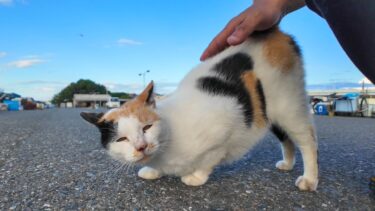 漁港に行くとハートマークの三毛猫がモフられにきた。後から髭のハチワレちゃんもくる【感動猫動画】