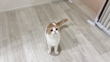 子猫が寝た後に隠れてこっそり甘えてくる兄猫がかわいすぎました…笑【もちまる日記】