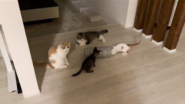 真夜中に猫たちが密会してるので何してるのか見に行ったらこうなってました…【もちまる日記】