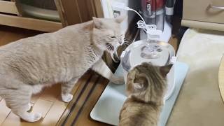 のどが渇いてるひのきに譲ってあげる健気な猫【ひのき猫】