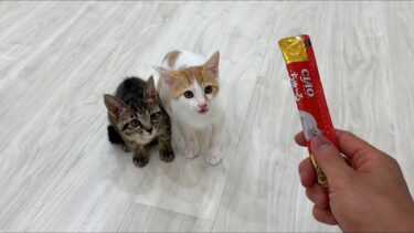 生まれて初めてちゅーるを食べた子猫が美味しすぎた衝撃でこうなっちゃいました…【もちまる日記】