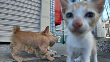 倉庫の裏に隠れる子猫がカワイイ【感動猫動画】