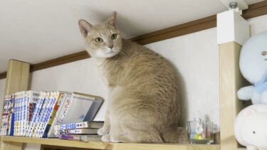 帰ってこない息子の帰りを待つ猫が切ない【ひのき猫】