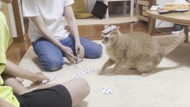 息子が遊んでいるとテンションが上がる猫【ひのき猫】