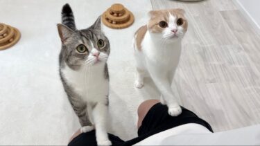 ３ヶ月一緒に過ごした子猫たちを里親に譲渡したら猫たちがこうなっちゃいました…【もちまる日記】