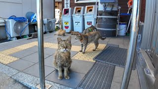 フェリー切符売場の前に集まる島の猫たち【感動猫動画】