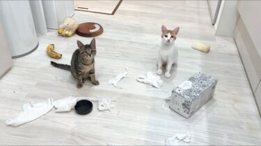 初めて子猫たちにお留守番を頼んで帰ってきたら家の中がまさかのこうなってました…【もちまる日記】