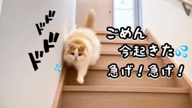 飼い主の帰宅に気づくのが遅れた猫が、あわてて迎えにいく姿が人間味あってかわいすぎた！【猫のレモンちゃんねる】