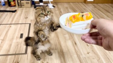 猫の誕生日にフルーツケーキをプレゼントしたら喜びのあまりこうなりました【ちょりちゃみチャンネル】