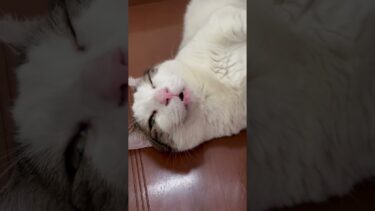 この隙間にニャン棒入れたいw【ひのき猫】