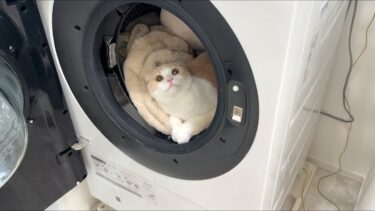 お気に入りの毛布を洗濯したら中で猫がこうなってました…笑【もちまる日記】