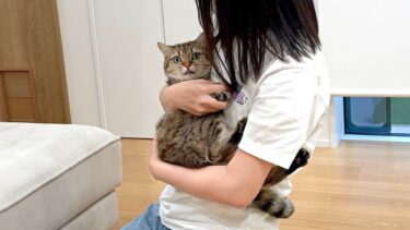 ソファを破壊した猫を「抱っこの刑」に処しました！【ポムさんとしまちゃん / ねこべや】