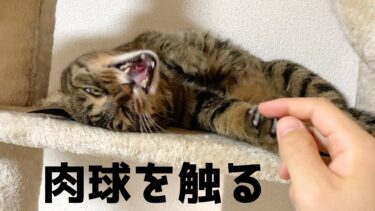 凶暴猫の肉球を触った結果…【てん動画】