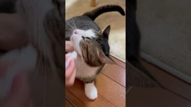 もう鼻栓に見えてきた【ひのき猫】