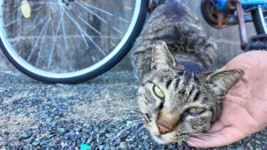 猫島の通りで出会ったキジトラ猫ちゃん、顎を撫でるとゴロゴロ言ってカワイイ【感動猫動画】