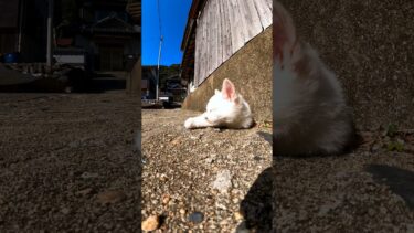 猫島の路地裏で寝ていた子猫がカワイイ【感動猫動画】