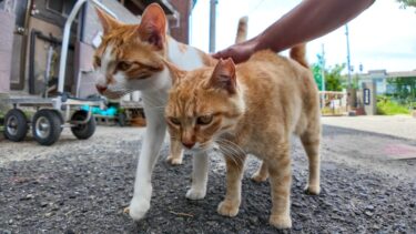 茶トラ猫の学校、放課後は校門前の道でダラダラ過ごします【感動猫動画】