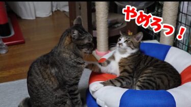 毎度ブチギレられるのに弟猫の耳を舐めようとするお兄ちゃん猫【リキちゃんねる　猫動画】 キジトラ 猫のいる暮らし