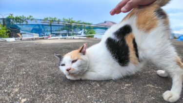 漁港でハートマークの三毛猫ちゃんがモフられにきた【感動猫動画】