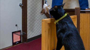 【猫旅館】黒猫ちゃんは部屋にあった猫じゃらしで遊びたいみたいです【感動猫動画】