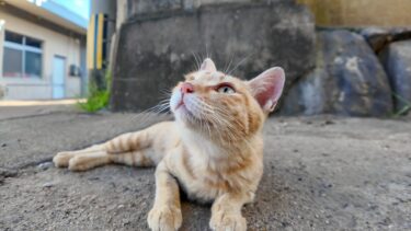 猫島の路地裏でゴロンゴロン転がる子猫がかわい過ぎる【感動猫動画】