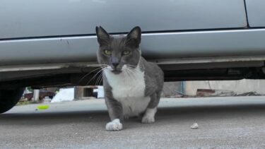 車の下から出てくる猫【感動猫動画】