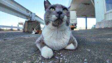 漁港のグレーの猫ちゃんがカワイイ【感動猫動画】