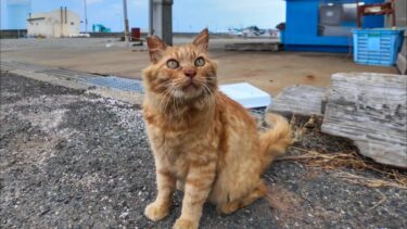 漁港に長毛の茶トラ猫がいたので撫でるとお友達のキジトラ猫もやって来た【感動猫動画】