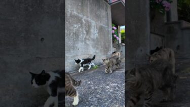 猫島の路地裏を歩くと猫が付いてきて楽しい【感動猫動画】