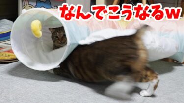 トンネルに隠れてるお兄ちゃん猫にいやがらせフルコンボを決める弟猫 【リキちゃんねる　猫動画】 キジトラ 猫のいる暮らし