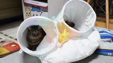 ついに安息を手に入れたお兄ちゃん猫☆弟猫の執拗なおしりクンクンに焦る兄猫ガーちゃん～猫とレインボートンネル④終～【リキちゃんねる　猫動画】 キジトラ 猫のいる暮らし