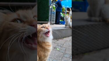 スーパーの前で出会った猫が人懐こくてカワイイ【感動猫動画】