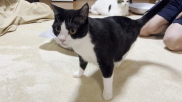 目を回して千鳥足になる猫を初めて見ました【ひのき猫】