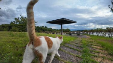 公園を散歩中に会った猫と池の側の東屋で休憩してきた【感動猫動画】