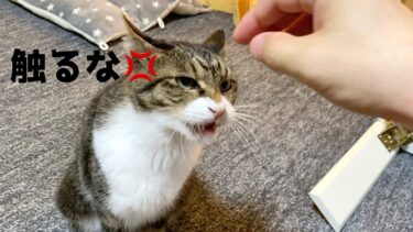 家を出た次男が久しぶりに帰省してブチギレる実家の猫…【てん動画】