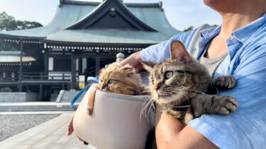 猫たちと一緒にお寺でお参り散歩したら新発見が多すぎたw【ちょりちゃみチャンネル】