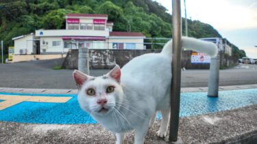 最終便の後のフェリー乗り場で行われる猫集会に集まってくる猫たち【感動猫動画】