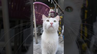 カメラに小さくパンチしてくる街の猫がかわい過ぎる【感動猫動画】