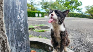 公園の猫「水道の水うめぇーニャン」【感動猫動画】