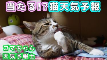 猫ちゃん天気予報は当たるかな？～ゴマちゃん天気予報士が予想する明日のお天気は？　☆猫の豪快お顔洗い 【リキちゃんねる　猫動画】 キジトラ 猫のいる暮らし